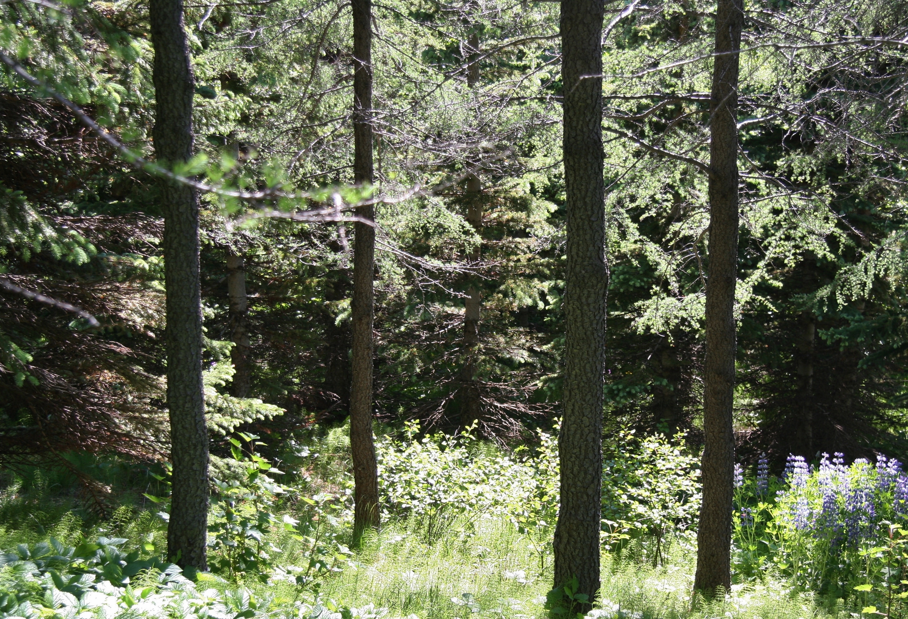 Mýralerki 0607_4.JPG